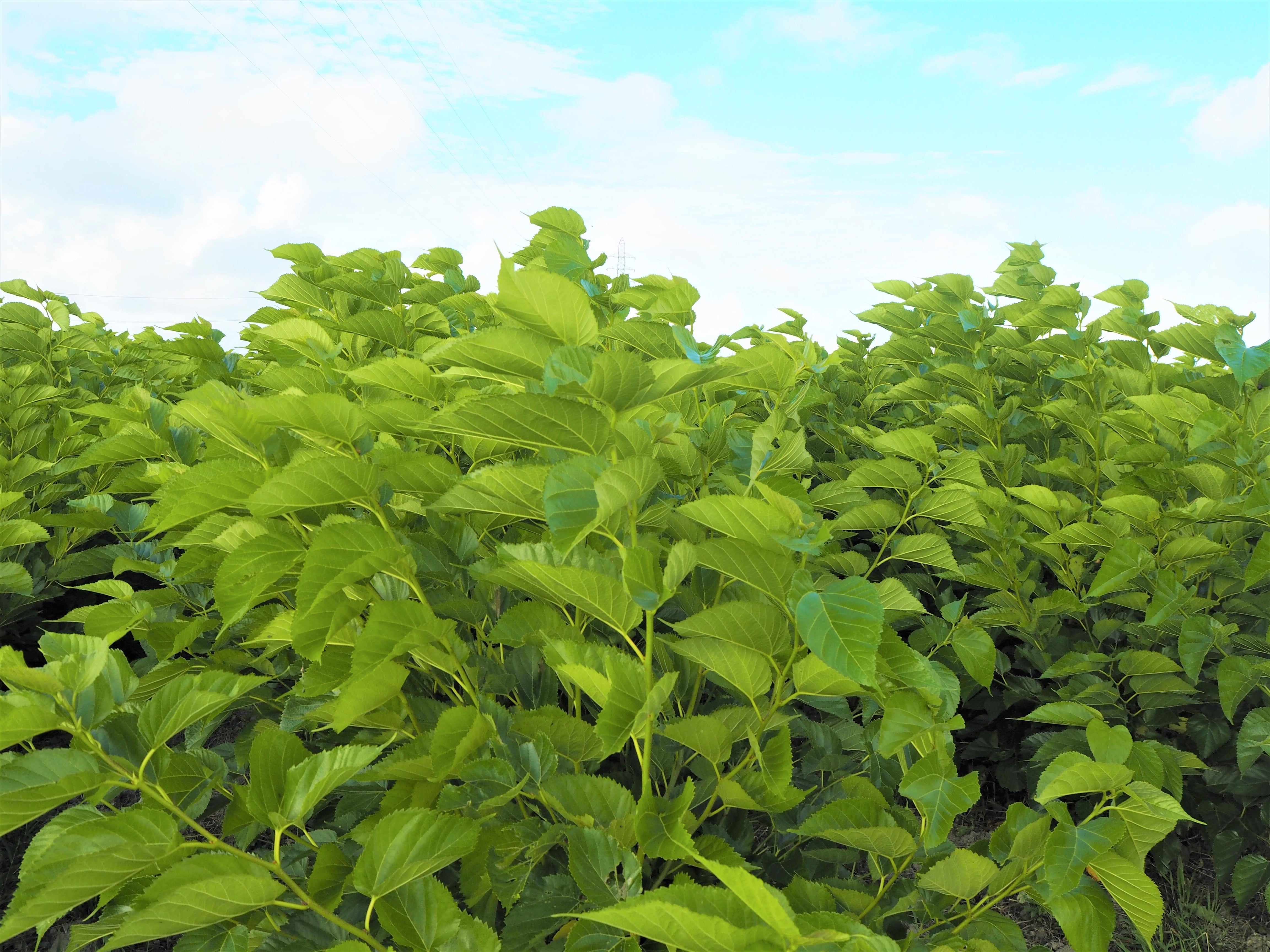 桑の葉茶の健康効果と楽しみ方