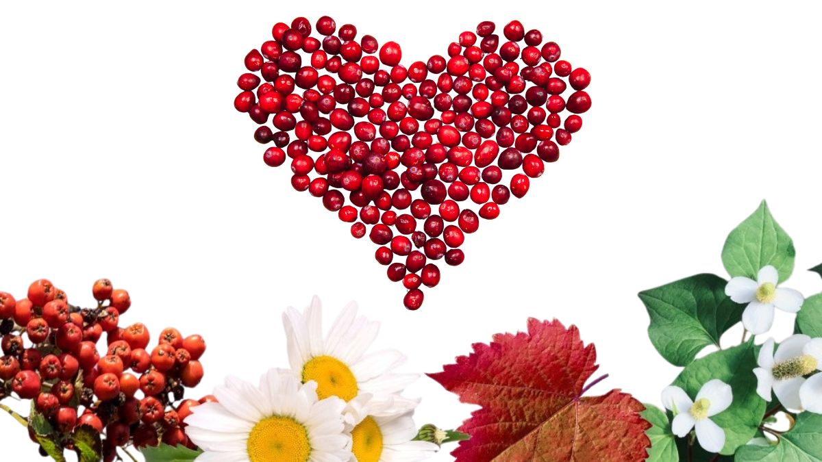 冬のデリケートなお悩みに寄り添う【フェムケア】寒さに負けない女性の味方、クランベリー&ハーブ